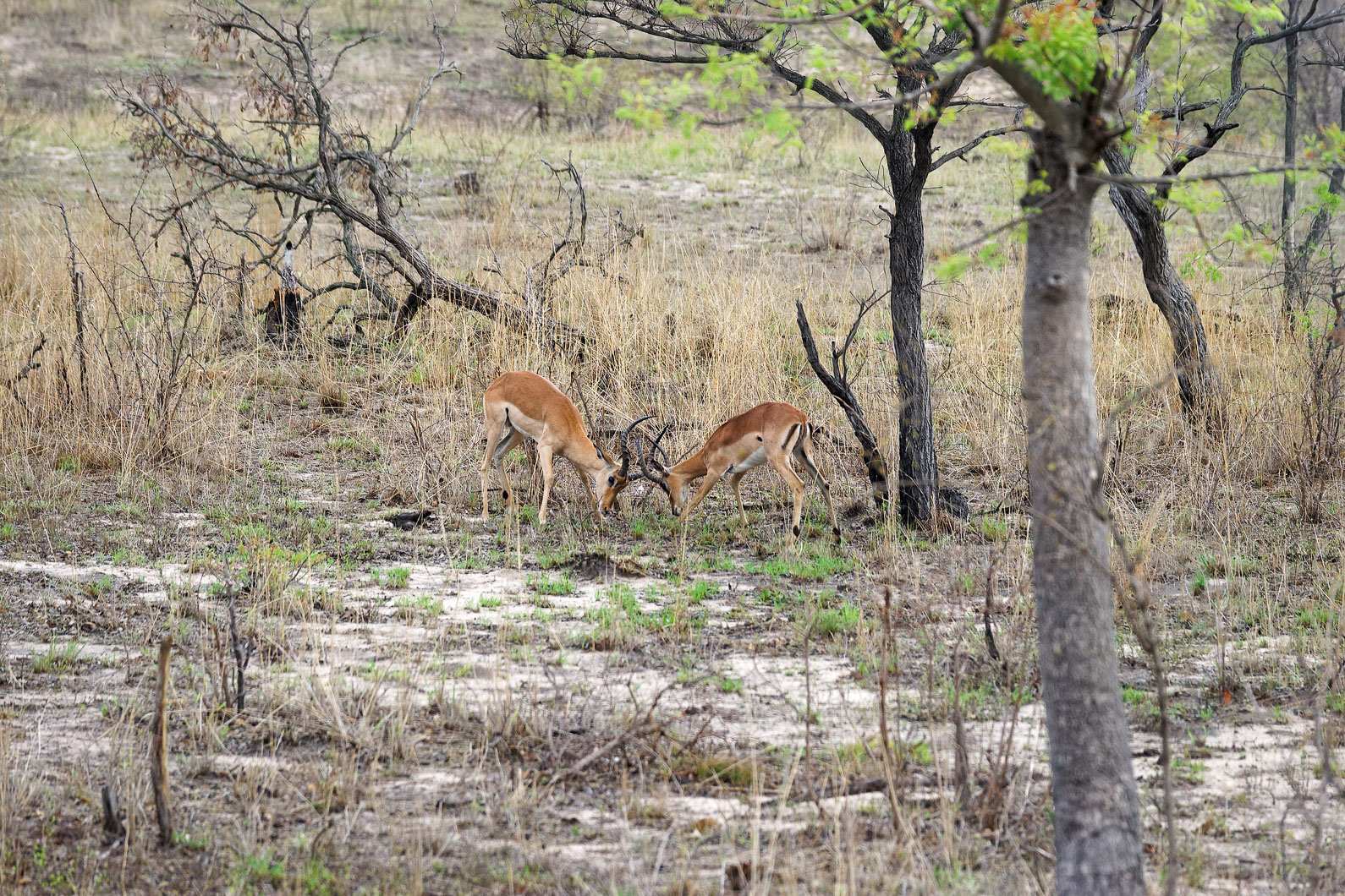 20161112 081602 Impalas
